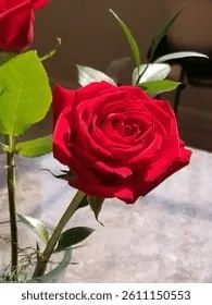 Couple Rose gift